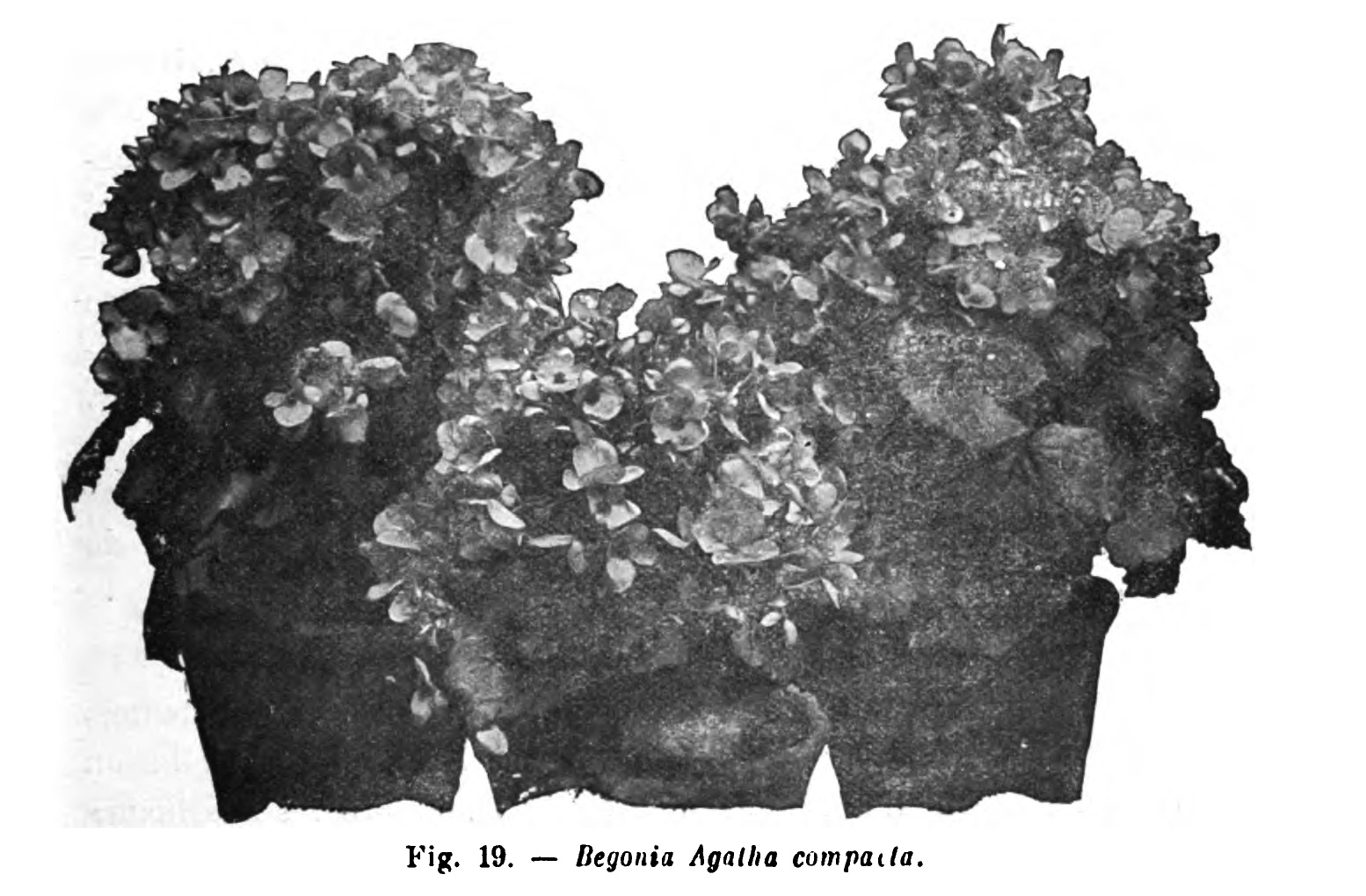 B. ‘Agatha Compacta’